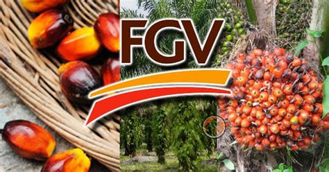 With operations worldwide, fgv produces oil palm and rubber plantation products. Felda Global Ventures (FGV) Yakin Tahun Ini Akan Kembali ...