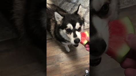 Husky Pup Watermelon One Bite Challenge Youtube