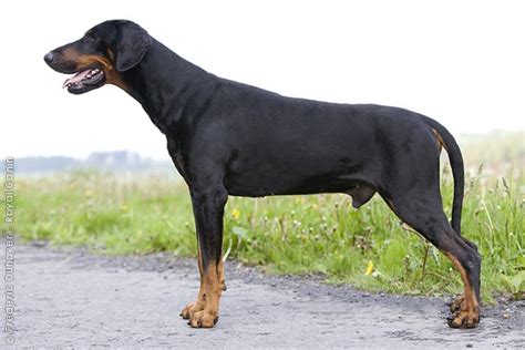 Doberman Pinscher Uncropped Ears And Undocked Tail