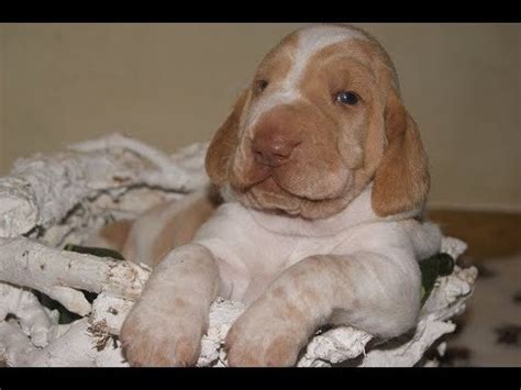 The bracco italiano ˈbrakko itaˈljaːno is an italian breed of pointing dog. Bracco italiano puppies "Z Pogońskiego Wzgórza" - YouTube