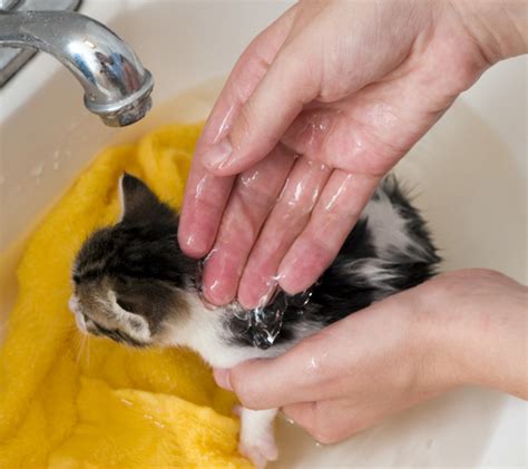 How To Get Rid Of Lice On Cats Hyaenidae