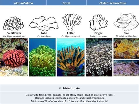 Types Of Corals Reefs