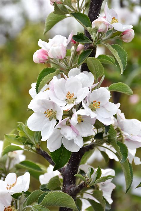 Scarlet sentinel columnar apple tree. Golden Sentinel™ Columnar Apple (Malus 'Golden Sentinel ...