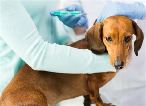 Steroids For Dogs Dog Steroids Petmd Petmd