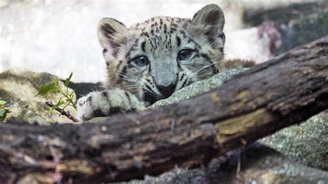 Adorable Snow Leopard Cub Debuts At Bronx Zoo Nbc New York