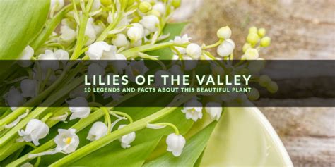 Lilies Of The Valley 10 Fun Facts Indoor Gardening