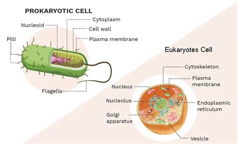 What are 4 examples of eukaryotic cells. prokaryotic cells vs eukaryotic cells: Define its ...