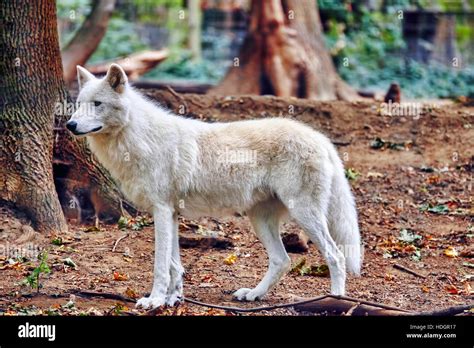 Mexican Gray Wolf And Habitat Hi Res Stock Photography And Images Alamy