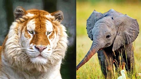 Top 10 Cute Endangered Animals Animals World