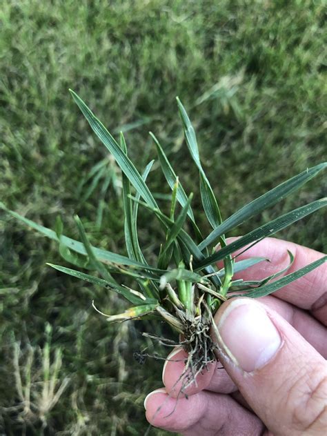 Grass identification and question? : lawncare