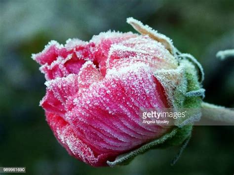 Frozen Roses Photos And Premium High Res Pictures Getty Images