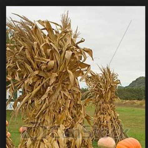 Corn Stalks Bundle Of 12 899