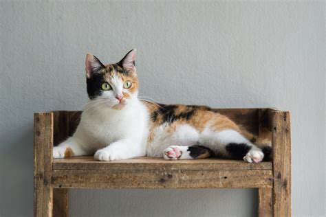 Calico Cats Why Are They Always Female