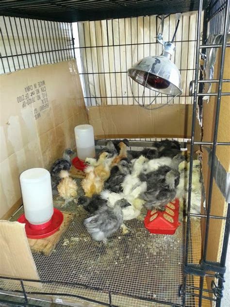 6 Chick Brooder Ideas Creative And Affordable