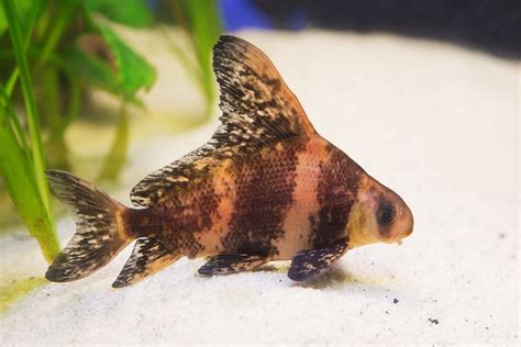 Chinese High-Fin Banded Shark | Fish Bazaar
