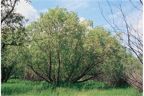 White Willow Trees Goddess Plan