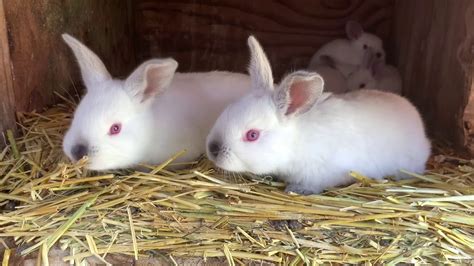 Californian Rabbits At Four Weeks Old Youtube