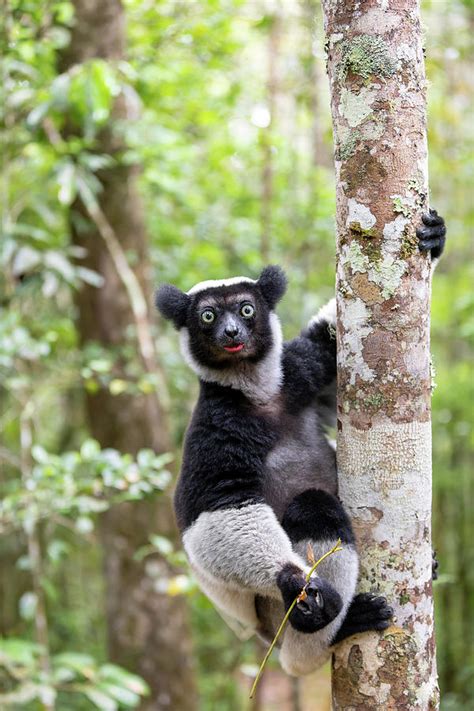 Lemur Indri Madagascar Wildlife Photograph By Artush Foto Fine Art