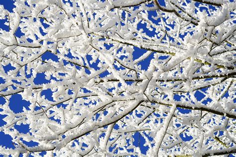 Free Images Tree Branch Cold Sky White Frost Ice Pattern