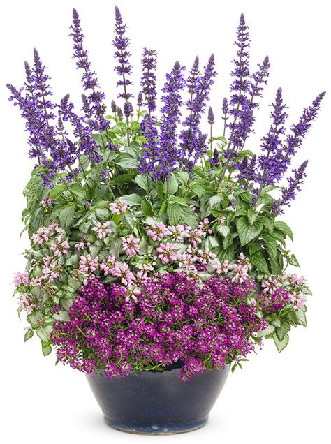 Container Gardening In Fall Proven Winners