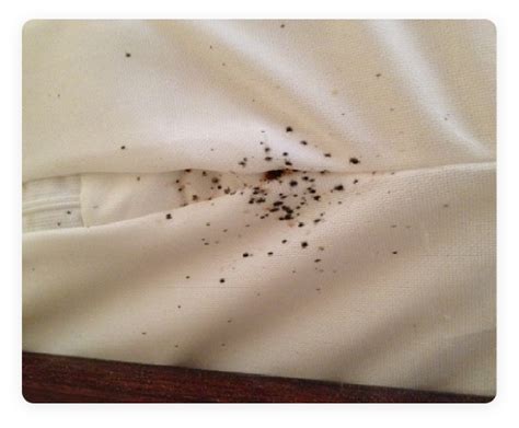 How Do I Permanently Get Rid Of Bed Bugs Infestation