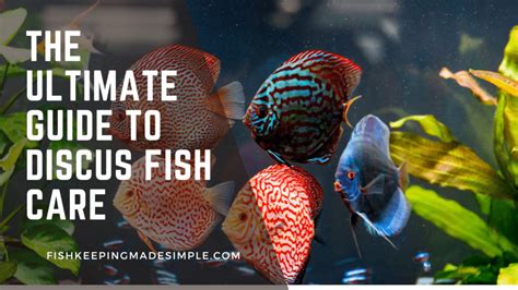 The Ultimate Guide To Discus Fish Care