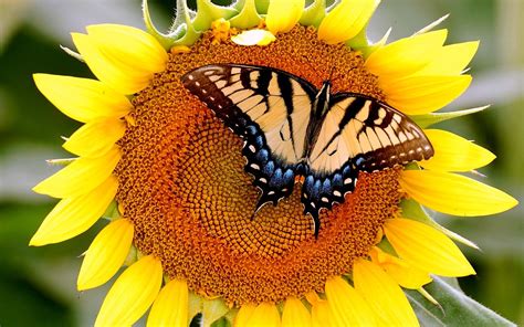 Wallpaper 1920x1200 Px Butterfly Flower Nature Sunflowers Wings