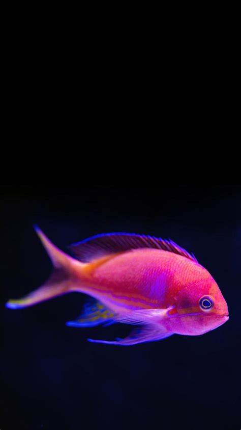 Tropical Fish Wallpaper For Iphone