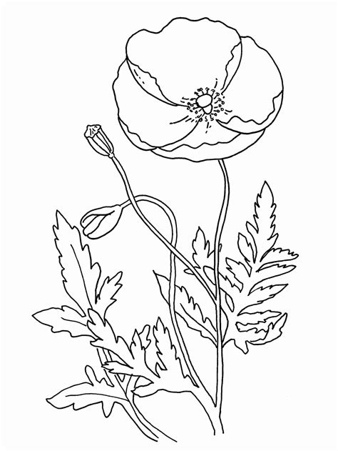 Remembrance Day Poppy Coloring Page - Coloring Home