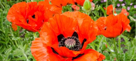 Divide poppies in autumn to allow time for the taproot to restore itself. How To Germinate Poppy Seeds | DoItYourself.com