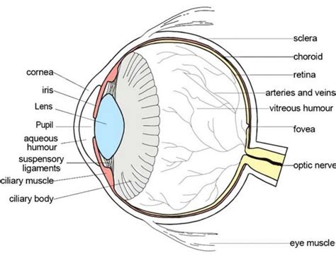 Labeled Diagram Of The Eye Awesome Parts Of The Eyes Clipart 20 Free
