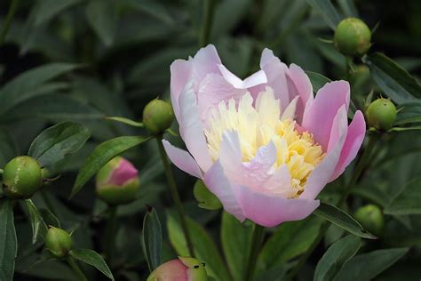 Photo Of The Week Peonies In Bloom At Nichols Arboretum Lireo Designs