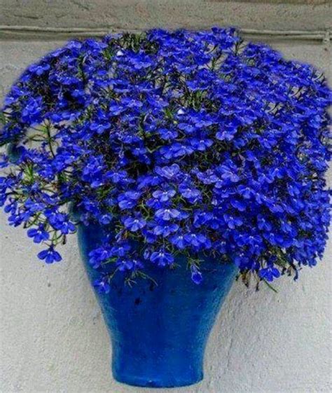 125 Best Pretty Blue Things Images On Pinterest Cobalt Blue Color