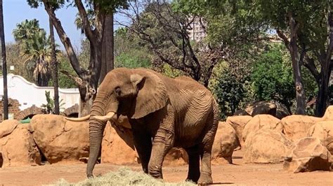 Petition · Free Charlie And Close The Elephant Exhibition At The