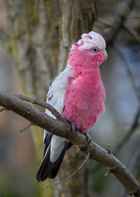 12 Most Colorful Parrot Species In The World Four Paw Square
