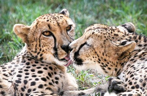French Kissing Cheetahs Photograph By Athena Mckinzie