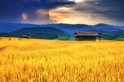 Golden Rice Field Over Sunset Stock Image Image Of Food Gradient