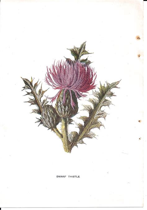 Antique English Botanical Print Of Dwarf Thistle Bloom