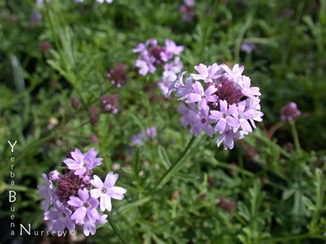 Yerba Buena Nursery Verbena Lilacina De La Mina Cedros Island