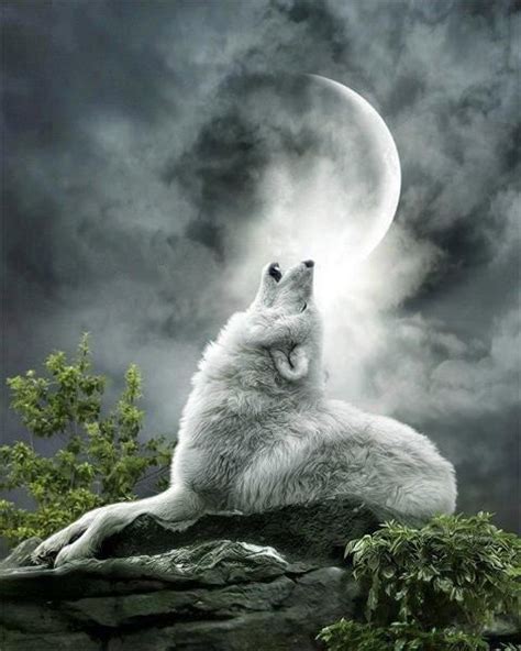 White Wolf Fantasy Wolf Wolf Howling Animals