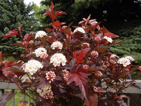 Ninebark Diablo Shrub Many Stages Of Blooming Flowers Bushes And