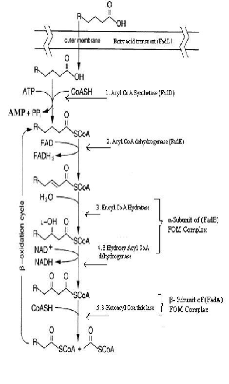 Fatty Acid Oxidation Pathway