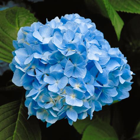 Hydrangea Nikko Blue Shrubs For Sale Free Uk Delivery