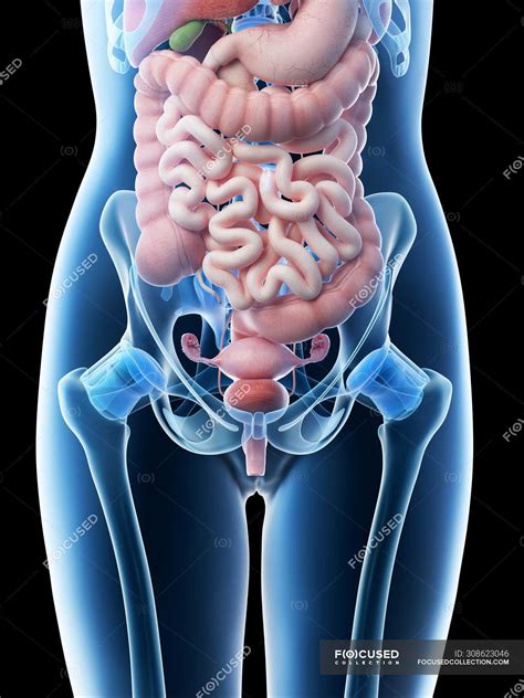 Female Abdominal Organs Midsection Digital Illustration Biological Liver Stock Photo