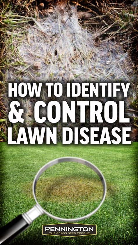 Identifying Fighting And Preventing Lawn Diseases Grass Care Lawn