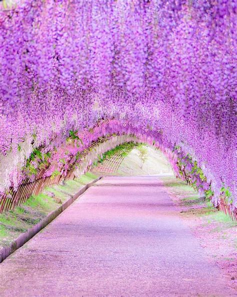 Kawachi Wisteria Garden Japan Spring Flower Purple Travel Tourist