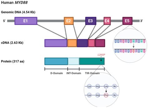 Ijms Free Full Text Myd88 Mutations Transforming The Landscape Of