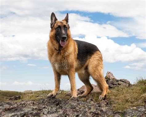 10 Best Dog Breeds From Germany