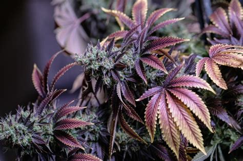 Why Does Weed Turn Purple Truths And Myths About Purple Cannabis