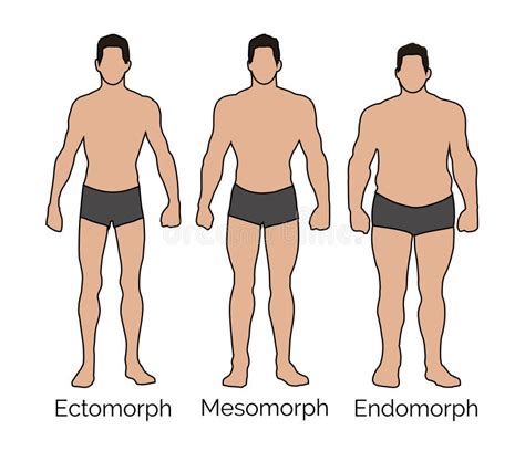 O Que é Ectomorfo Mesomorfo Endomorfo Sololearn